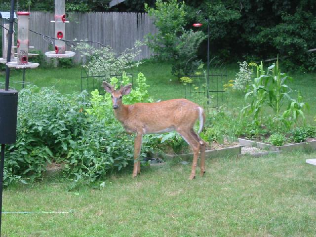 Tips for keeping deer out of your garden