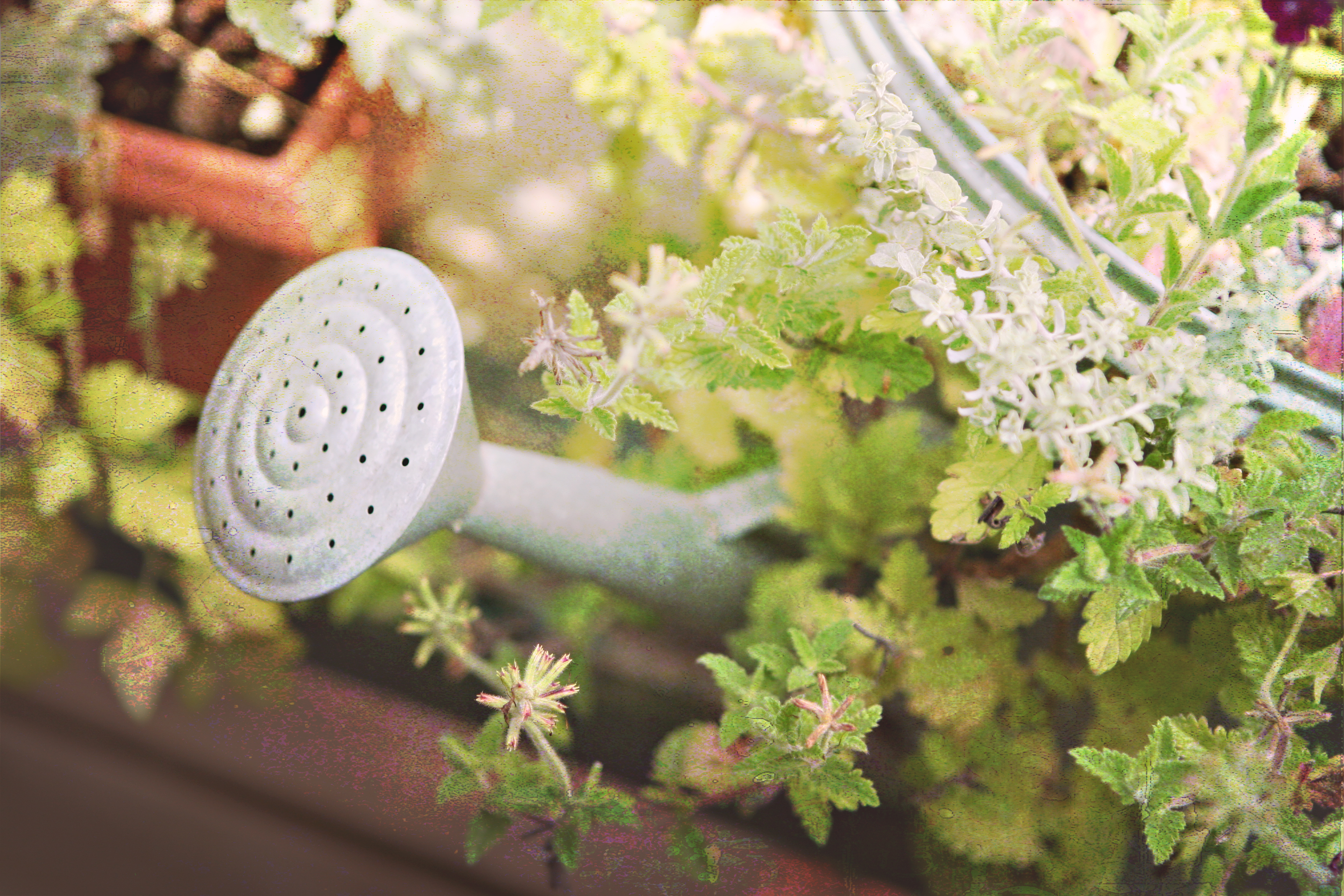 Tips For Watering Your Outdoor Containers
