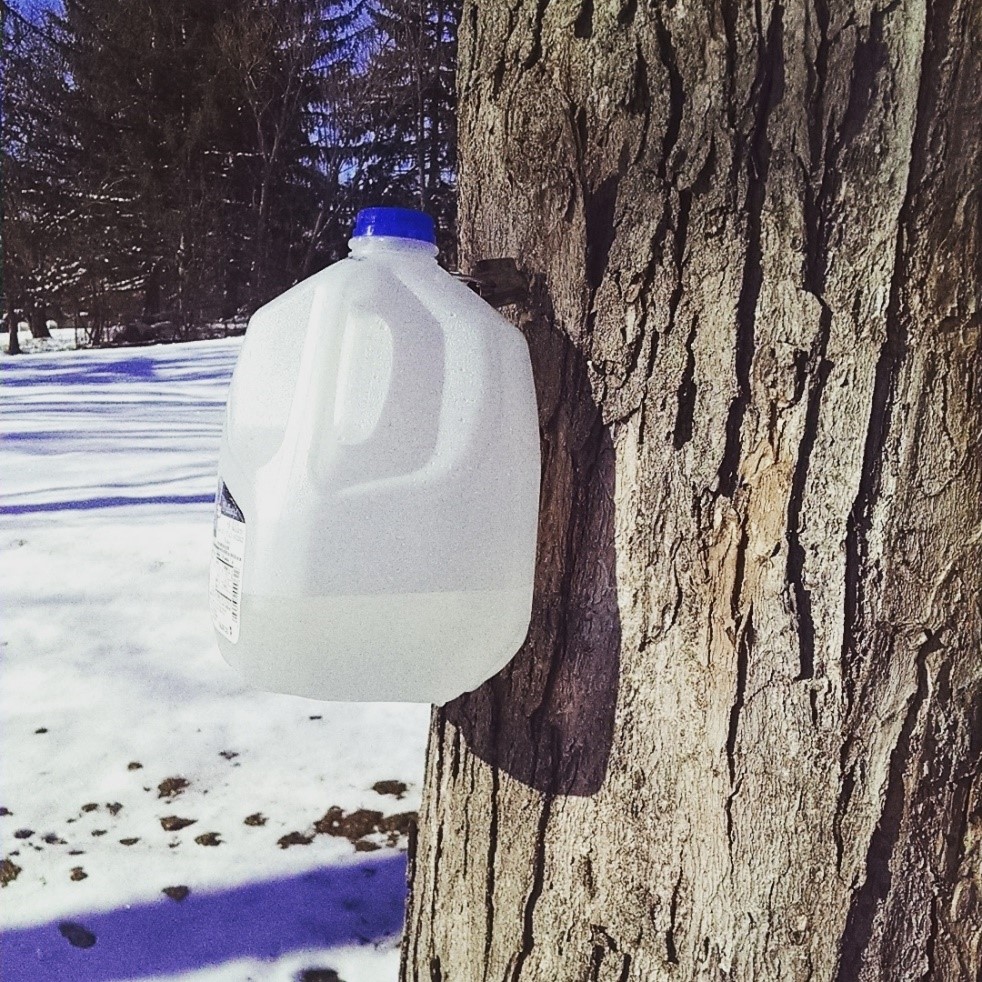 Maple Syrup-ing on the Urban Homestead