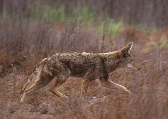 Around Town – Coyotes in Bedford
