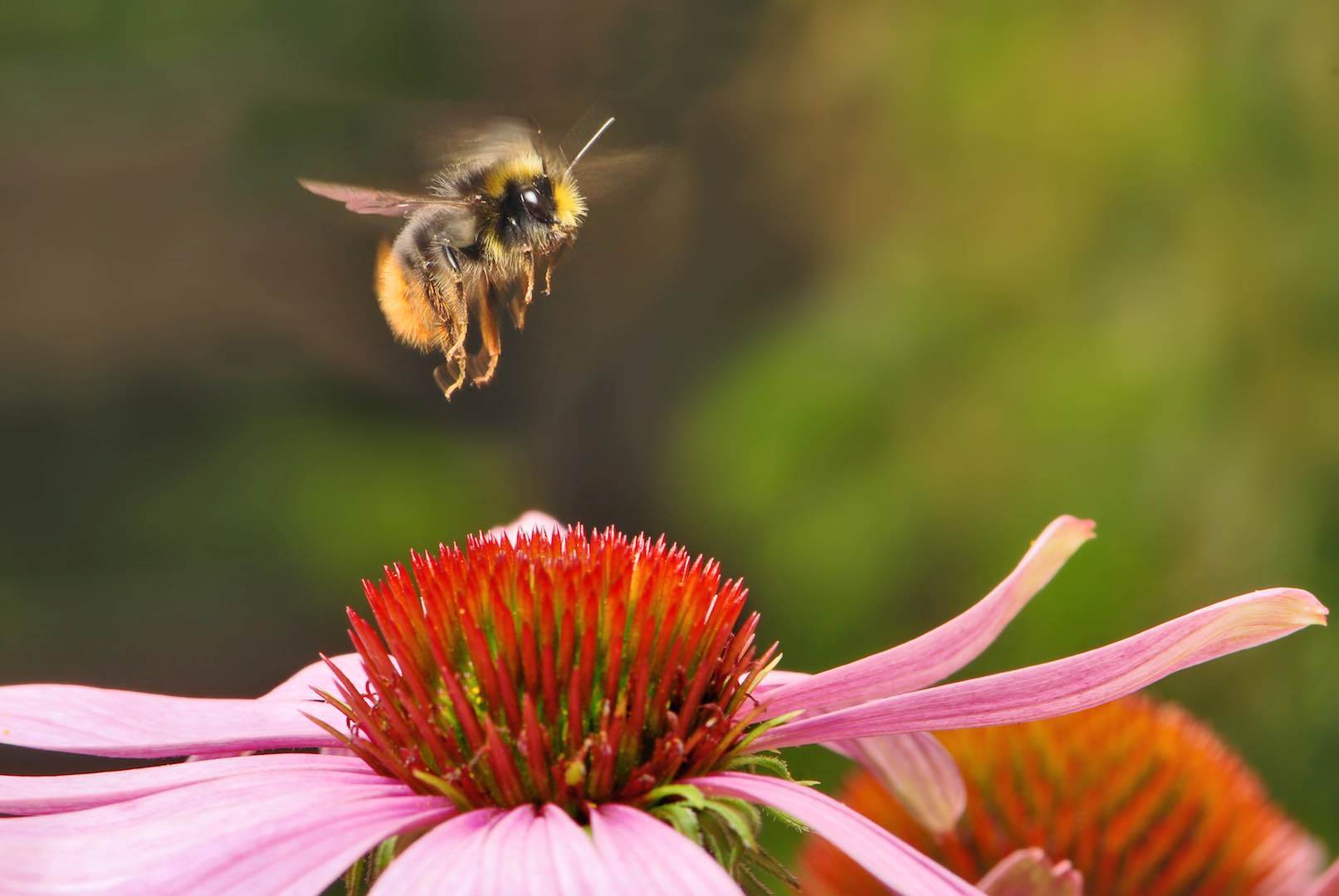 Planning a Bee-Friendly Garden