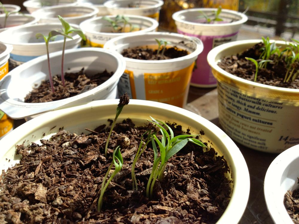 Starting Seeds Now for a Summer Vegetable Garden