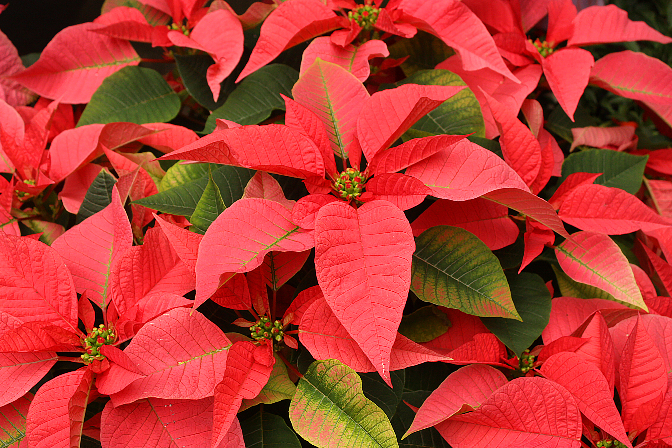 How to Care For a Poinsettia for the Holidays In Bedford