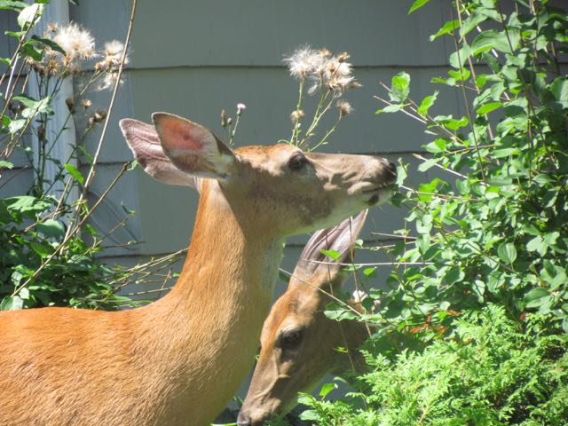 City manager hopes to continue program to reduce deer population