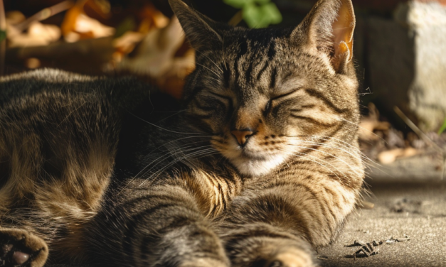 July Pet Care: Essential Preventative Measures for Outdoor Pets in Bedford