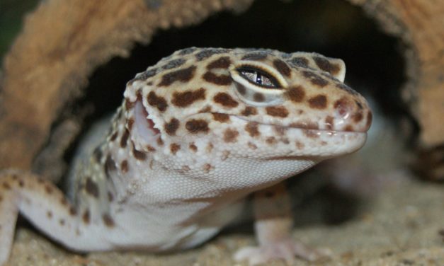 Starting with Reptiles: A Beginner’s Guide to Pet Reptiles