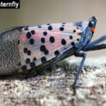 Bedford Garden Club to Host Program on Spotted Lanternfly This Thursday 5/21/2026