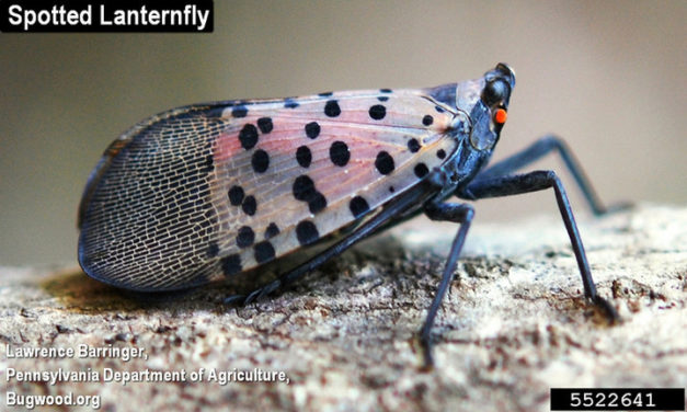 See it? Squish it! — Reporting a Spotted Lanternfly