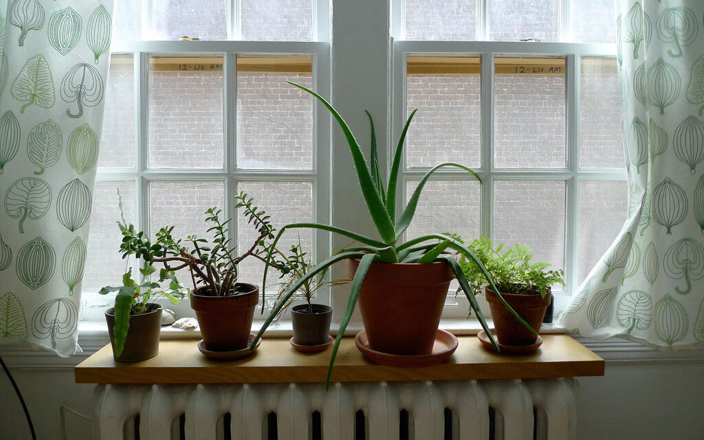 January Gardening: Nurturing Indoor Gardens and Planning for Spring in Bedford