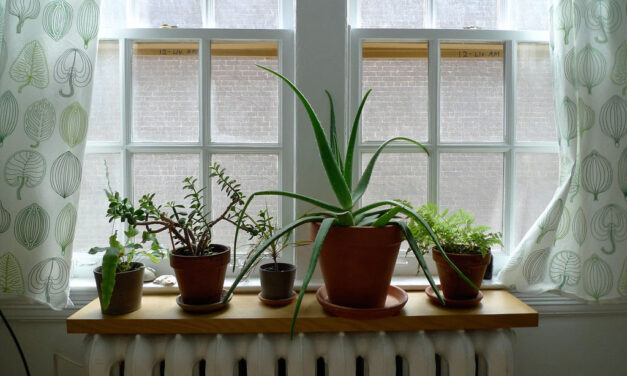 January Gardening: Nurturing Indoor Gardens and Planning for Spring in Bedford