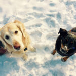 January Pet Care Tips for Bedford: Keeping Pets Safe, Warm and Healthy in Winter