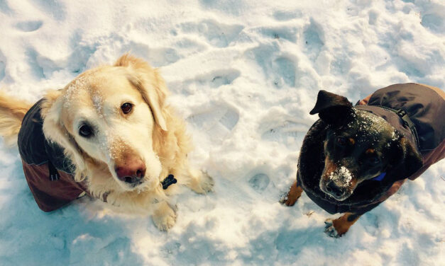 January Pet Care Tips for Bedford: Keeping Pets Safe, Warm and Healthy in Winter