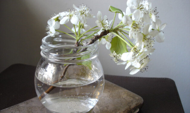 Creative Ideas for Reusing Items Around the House This May in Bedford