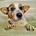 May Pet Care Tips for Bedford: Eco-Friendly Products and Spring Safety