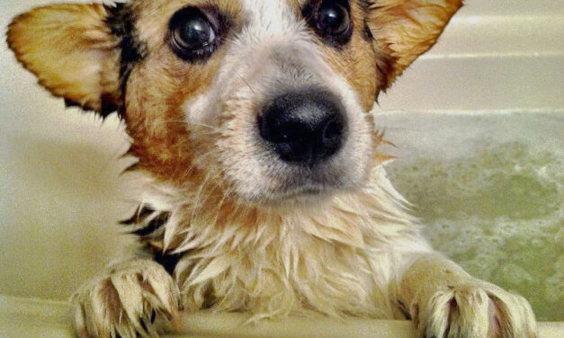 May Pet Care Tips for Bedford: Eco-Friendly Products and Spring Safety