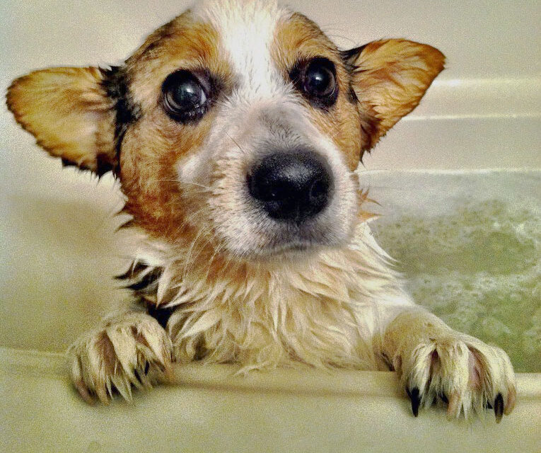May Pet Care Tips for Bedford: Eco-Friendly Products and Spring Safety