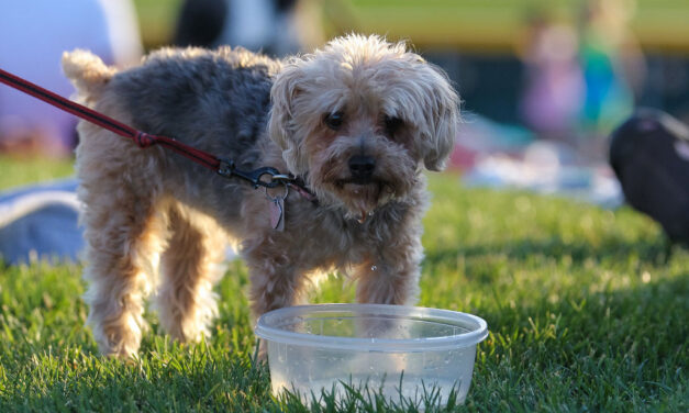 June Pet Care Tips for Bedford: Keeping Pets Cool in Summer Heat