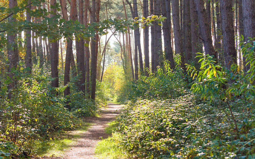 Healing Through Nature: Embracing Forest Bathing and Water Calming in Bedford This June