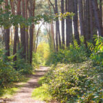 Healing Through Nature: Embracing Forest Bathing and Water Calming in Bedford This June
