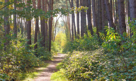 Healing Through Nature: Embracing Forest Bathing and Water Calming in Bedford This June