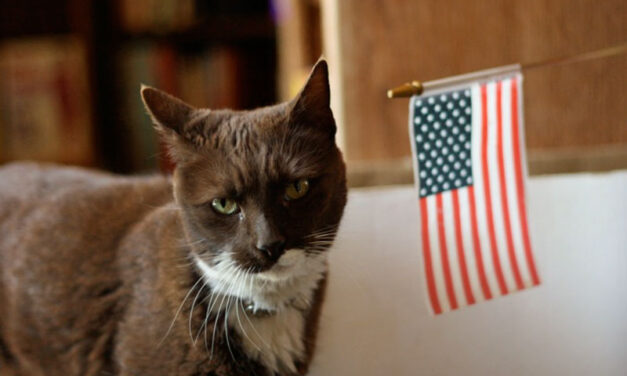 July Pet Care Tips for Bedford: Keeping Pets Safe, Cool, and Active