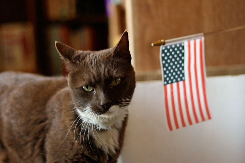 July Pet Care Tips for Bedford: Keeping Pets Safe, Cool, and Active