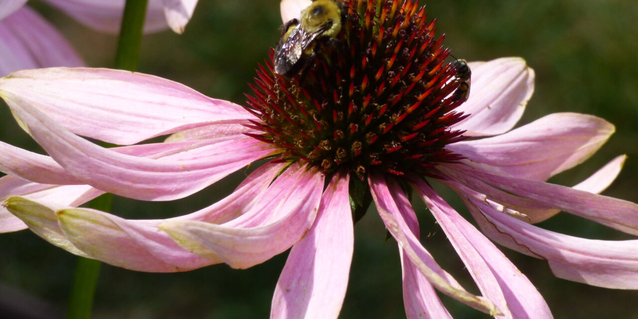 July Gardening in Bedford: Mid-Summer Tasks and Creating a Pollinator Paradise