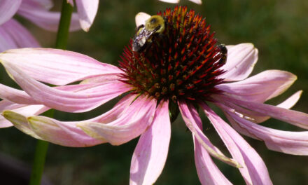 July Gardening in Bedford: Mid-Summer Tasks and Creating a Pollinator Paradise