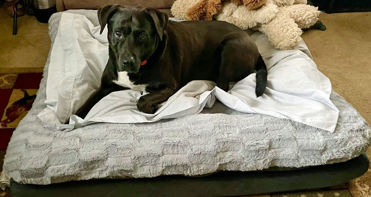 August Pet Care Tips: Evolving Needs for Older Pets in Bedford