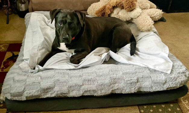 August Pet Care Tips: Evolving Needs for Older Pets in Bedford