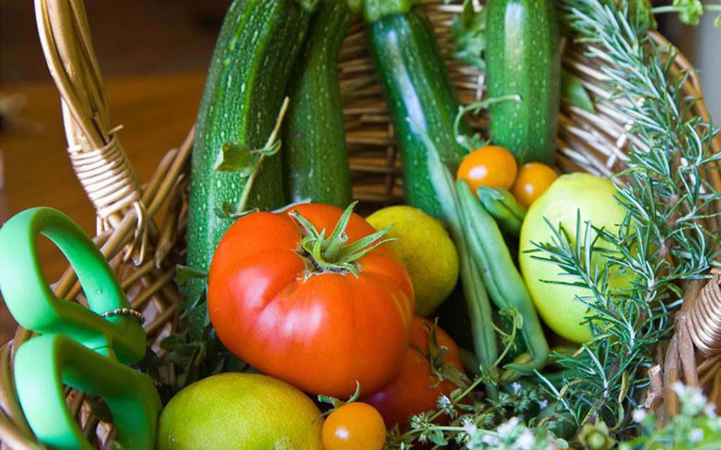 August in the Garden: Nurturing Growth in Bedford—Plants and People Alike