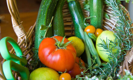 August in the Garden: Nurturing Growth in Bedford—Plants and People Alike