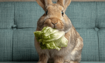 November Pet Care Tips for Bedford: Keeping Indoor Pets Happy and Healthy