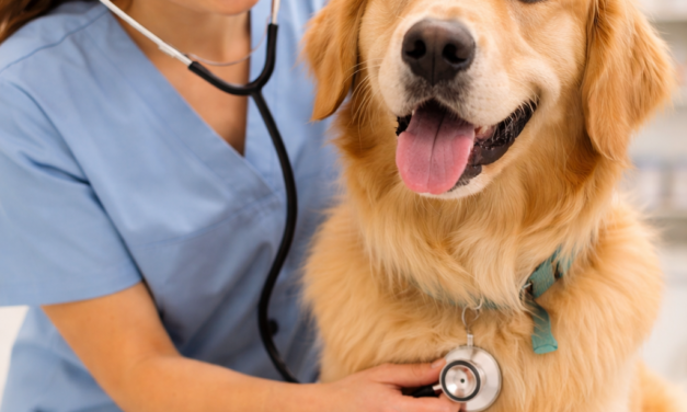 February Pet Care Tips in Bedford: Preparing Pets for Spring