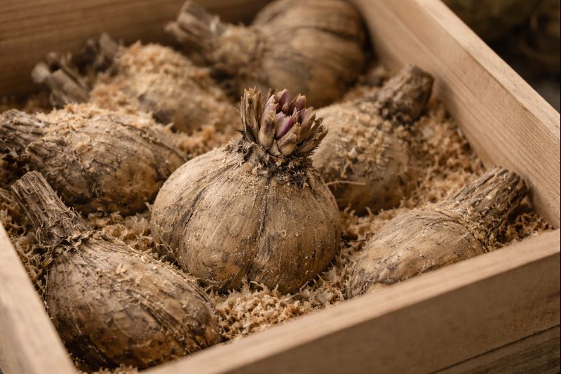 February Gardening in Bedford: Planning, Prepping, and Indoor Growth