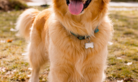 March Pet Care Tips in Bedford: Helping Pets Transition into Spring