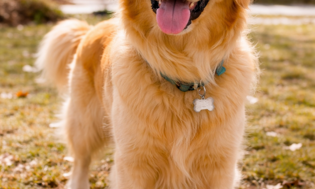 March Pet Care Tips in Bedford: Helping Pets Transition into Spring