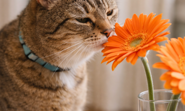 April Pet Care in Bedford: Protecting Pets from Spring Plants and Garden Hazards