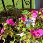 Tiny Touches, Big Charm: Decorating Your Potted Plants in Bedford