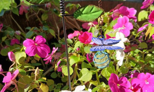 Tiny Touches, Big Charm: Decorating Your Potted Plants in Bedford