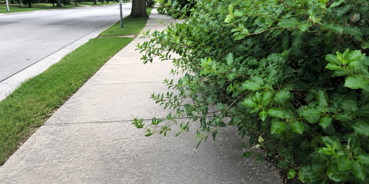 Trim Back Trees and Shrubs for a Safer Bedford
