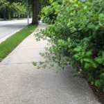 Trim Back Trees and Shrubs for a Safer Bedford