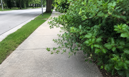 Trim Back Trees and Shrubs for a Safer Bedford