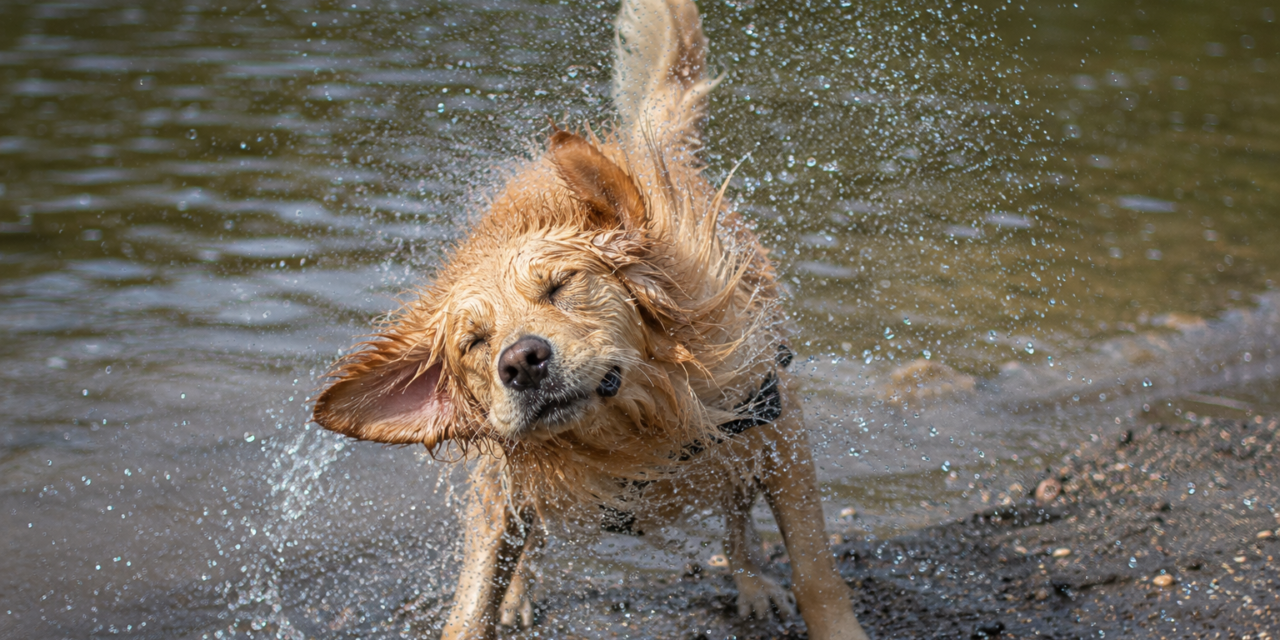 June Pet Care Tips for Bedford: Water Safety for Pets