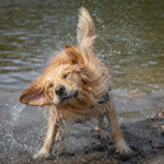 June Pet Care Tips for Bedford: Water Safety for Pets