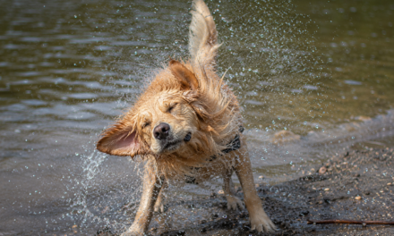 June Pet Care Tips for Bedford: Water Safety for Pets
