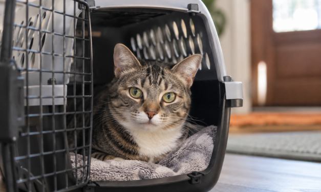 Is Your Pet Ready for an Emergency?