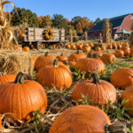 October Adventure: Take a Trip to the Pumpkin Patch