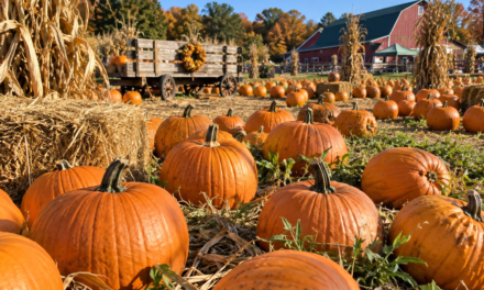 October Adventure: Take a Trip to the Pumpkin Patch